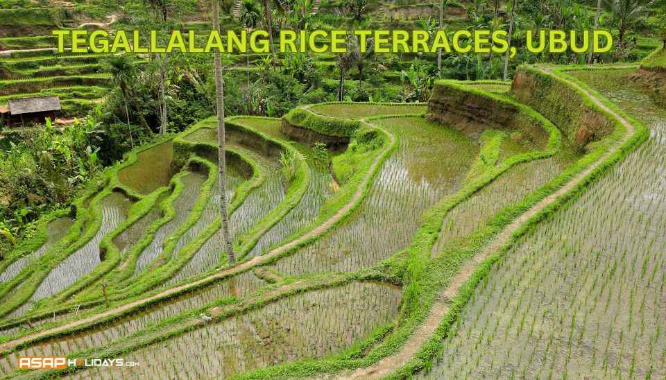 Tegallalang Rice Terraces, Ubud