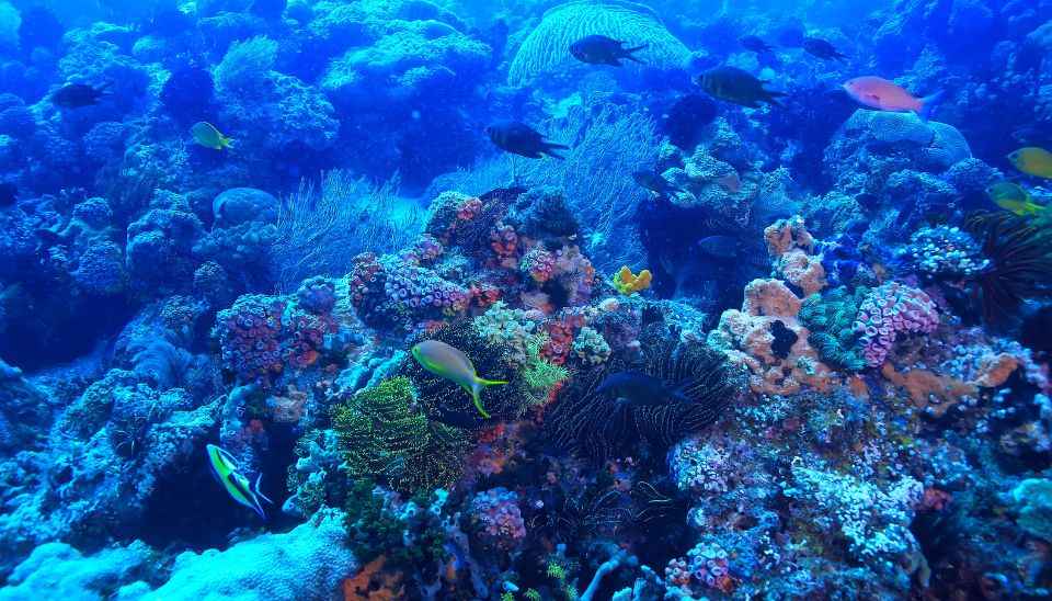 Marine Life at Underwater World Pattaya