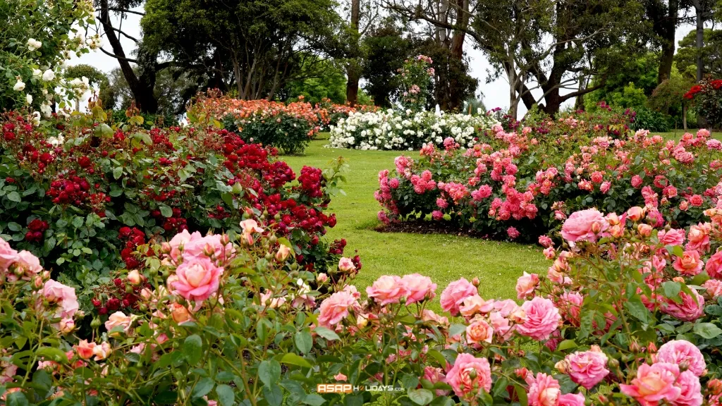 Rose Garden​, Best places to visit in Ooty