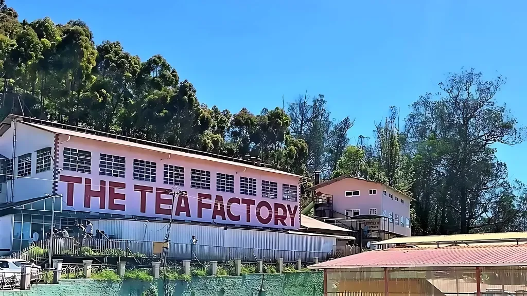 The Tea Factory and the Tea Museum​, Best places to visit in Ooty