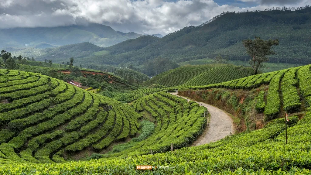 Munnar​, Best Hill Stations near Bangalore