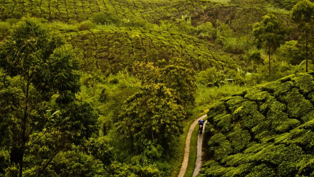 Cameron Highlands malaysia, Places to Visit in Malaysia for Couples