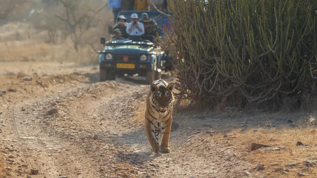 Tiger Safari in Ranthambore National Park, Bucket List Ideas for Adventure Travellers