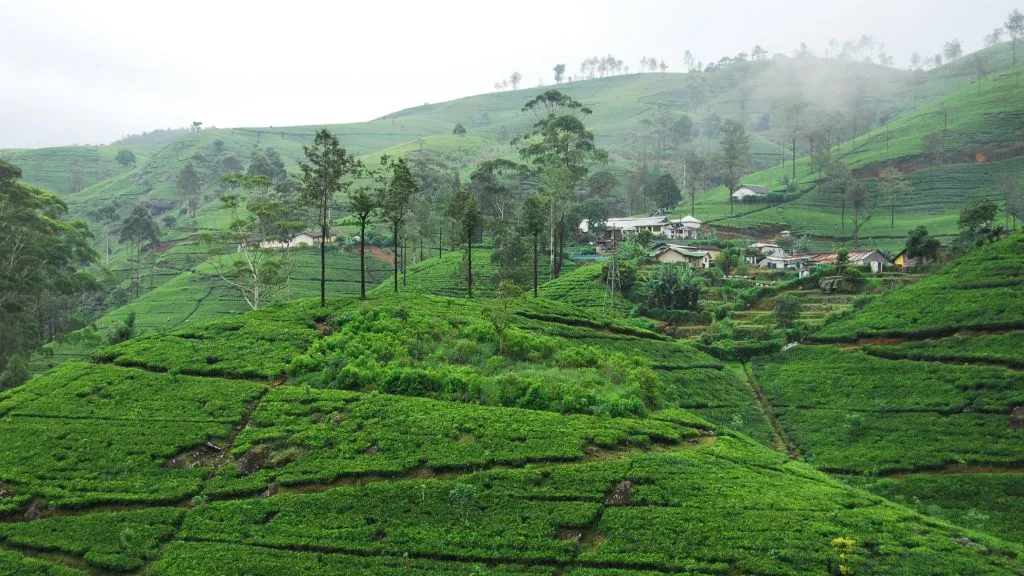 Best time to visit Nuwara Eliya, Best Hill Stations in Sri Lanka