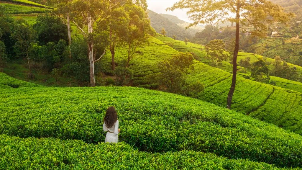 Things to do in Nuwara Eliya, Best Hill Stations in Sri Lanka