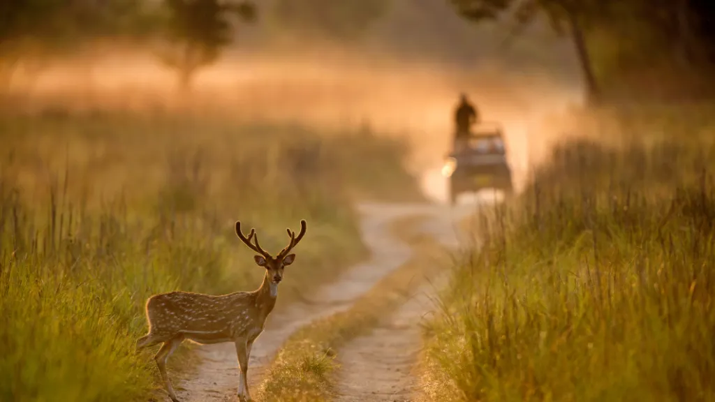 Jim Corbet National Park