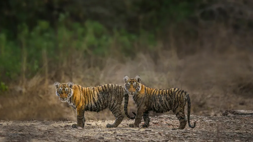 Ranthambore National Park, Rajasthan​, Wildlife tours in India