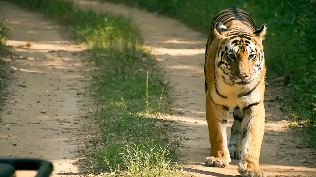 Kanha National Park, Madhya Pradesh