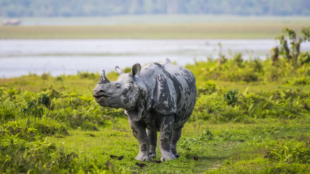 Kaziranga National Park, Assam