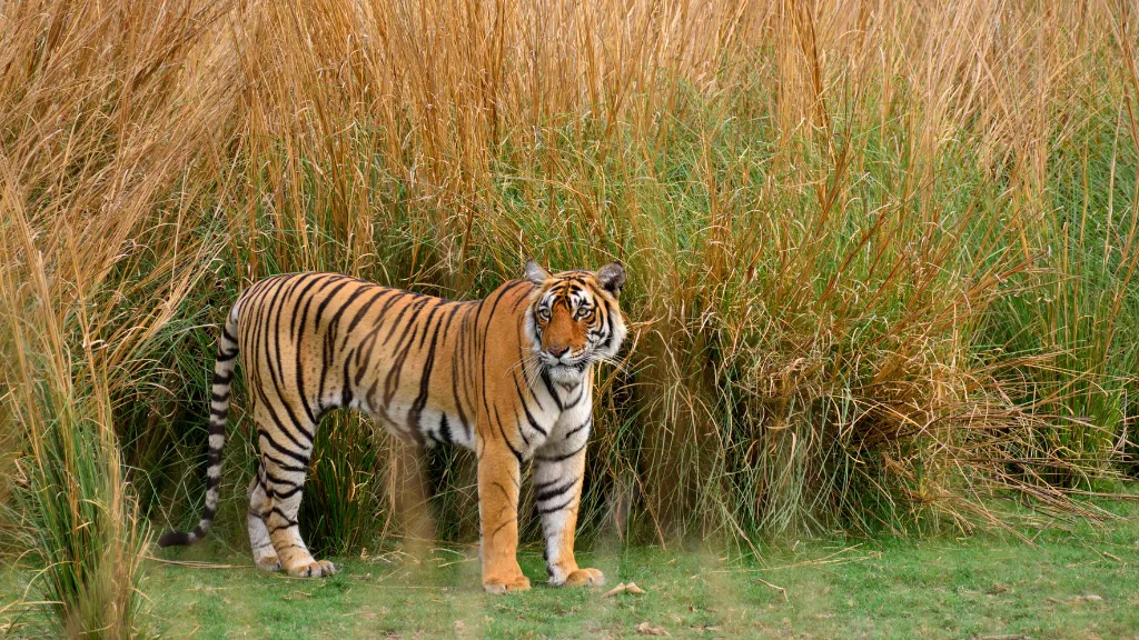 Sunderban National Park, West Bengal