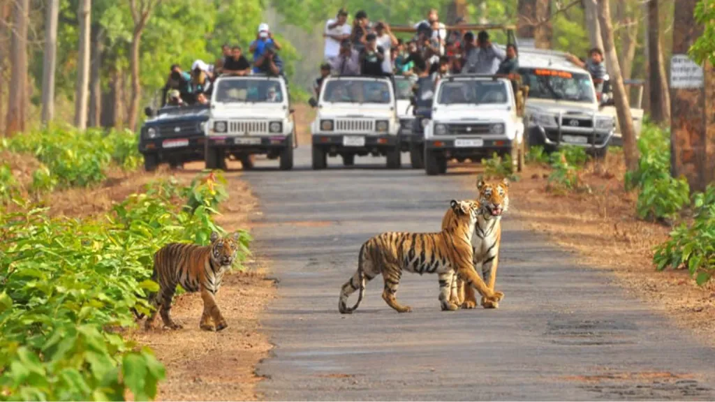 Mudumalai National Park – A Wildlife Haven, places to visit in ooty, ASAPHolidays