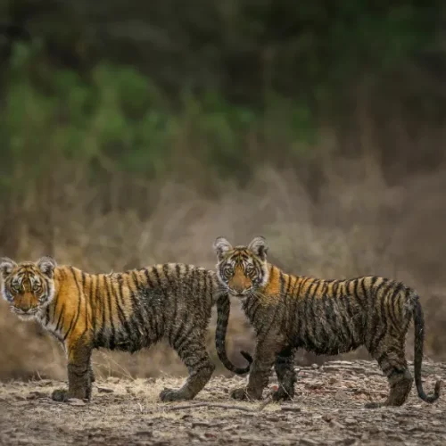 Ranthambore National Park, Rajasthan​